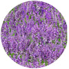 Decorative Silicone  Jar Opener | Lavender Medley